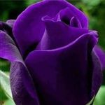 Elaine Brown Haley - @elaine.haley83 - Instagram