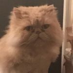 Elaine Hare - @elainegoodchild123 - Instagram