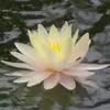 elainehelmer - @elainehelmer - TikTok