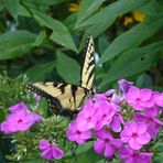 Elaine Hocking - Facebook