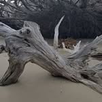 Elaine Hoffmann - @rayorelaine - Instagram