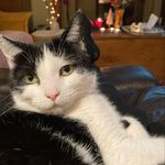 Elaine Hook - @rosietherescuecat2021 - Instagram