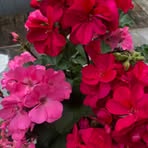 Elaine Kish Winfield - Facebook