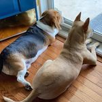 ❤️Elaine 💙Kramer - @elaine_and_kramer_bestpups - Instagram