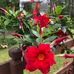 Elaine McBride - Facebook
