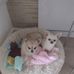 Elaine Mcfaul - Facebook