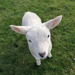 Elaine Bowen Meredith - @elainebowenmeredith - Instagram