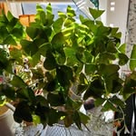 Elaine Needham - @needhamelaine - Instagram