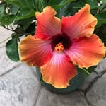 Elaine Magryta Rector - @elainemagrytarector - Instagram