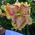 Elaine Rector - Facebook