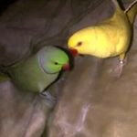 Elaine Reddy - @reddy.elaine - Instagram