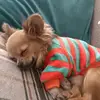 Oti_baby chihuahua - @elainerice3274 - TikTok