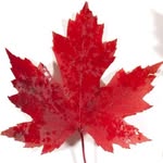 Gabriel elaine Canada - @gab_riel_elaine_canada - Instagram