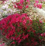 Elaine Rigdon - Facebook