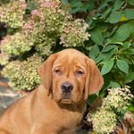 Elaine Rosenberg - @biscuit_1956 - Instagram