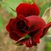 Elaine Settle - Facebook
