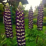 Elaine Waldron - @oriole_thistle - Instagram