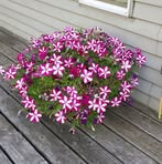 Elaine Weimer - Facebook