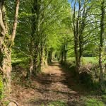 Beech Tree Lane - @beechtreelane - Instagram