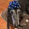 Elayne Fenning Bernstein - @houndlover11 - TikTok