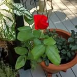 Elayne Brown - @elayne5953 - Instagram