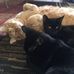 Elayne Howard - Facebook