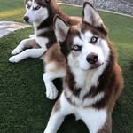 Elba West - @west_elba - Instagram