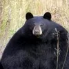 elbert black 123 - @elbert.black.123 - TikTok