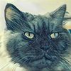 Elbert Lin - @miow355 - TikTok