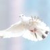 Otis Albert - Facebook