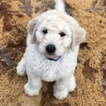 Otis - @otis_elbert - Instagram