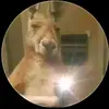 anthony - @eldaalarcon793 - TikTok