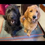 Phoebe & Eleanor Abbott - @abbotthousedoodles - Instagram