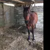 Roo_EleanorAshlord - @roo_eleanorashlord - TikTok
