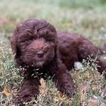 Avery Eleanor - @avery_eleanor_the_brown_dood - Instagram
