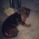 @eleanor.bailey.dachshundpup - Instagram
