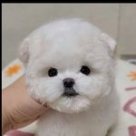 미니비숑 말티푸 푸들 포메 말티즈 - @eleanorbell329 - Instagram