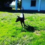 Eleanor Bell - @eleanor_thepup - Instagram