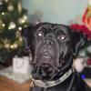 Noah barberiancanecorso - @eleanorbellmoo - TikTok