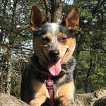 Eleanor | Blue Heeler - @eleanor.grace_ - Instagram