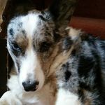 Eleanor The Blue Corgi - @thebluecardigan - Instagram