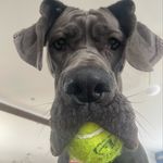 Eleanor the Blue Dane - @eleanorthegreatestdane - Instagram
