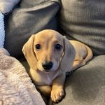 Eleanor Europasaurus Kiff-Cameron-Dahl-Sam - @princesseleanorthefirst - Instagram
