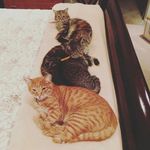 Eleanor Carson - @thecarson_fur_baabbies - Instagram