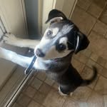 Eleanor , Dexter , Luna - @olivier_pup_squad - Instagram