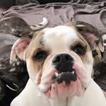 Eleanor, Dexter & Beatrix - @ellieandtheradcats - Instagram