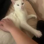 ~{CAT}~ - @eleanordodd976 - Instagram