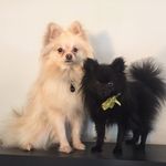Eddy&Eleanorthepoms - @eddyeleanorthepoms - Instagram