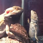 💕Edgar, Ellie, Varg & Salem💕 - @edgar.eleanor.varg.and.salem - Instagram