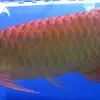 aquarium.fan - @eleanorfreeman1965 - TikTok